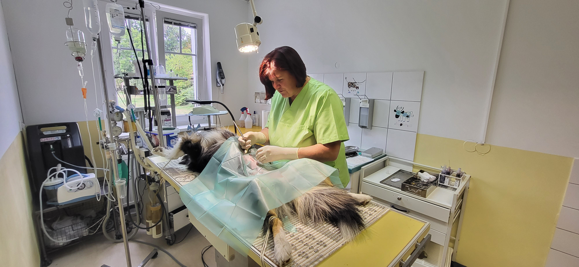 Operationen Tierärztliche Ordination Leopoldsdorf